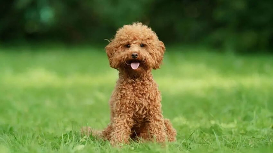 Patili Dostunla Mutlu Bir Yaşam: Evcil Hayvan Bakım Rehberi 🐾